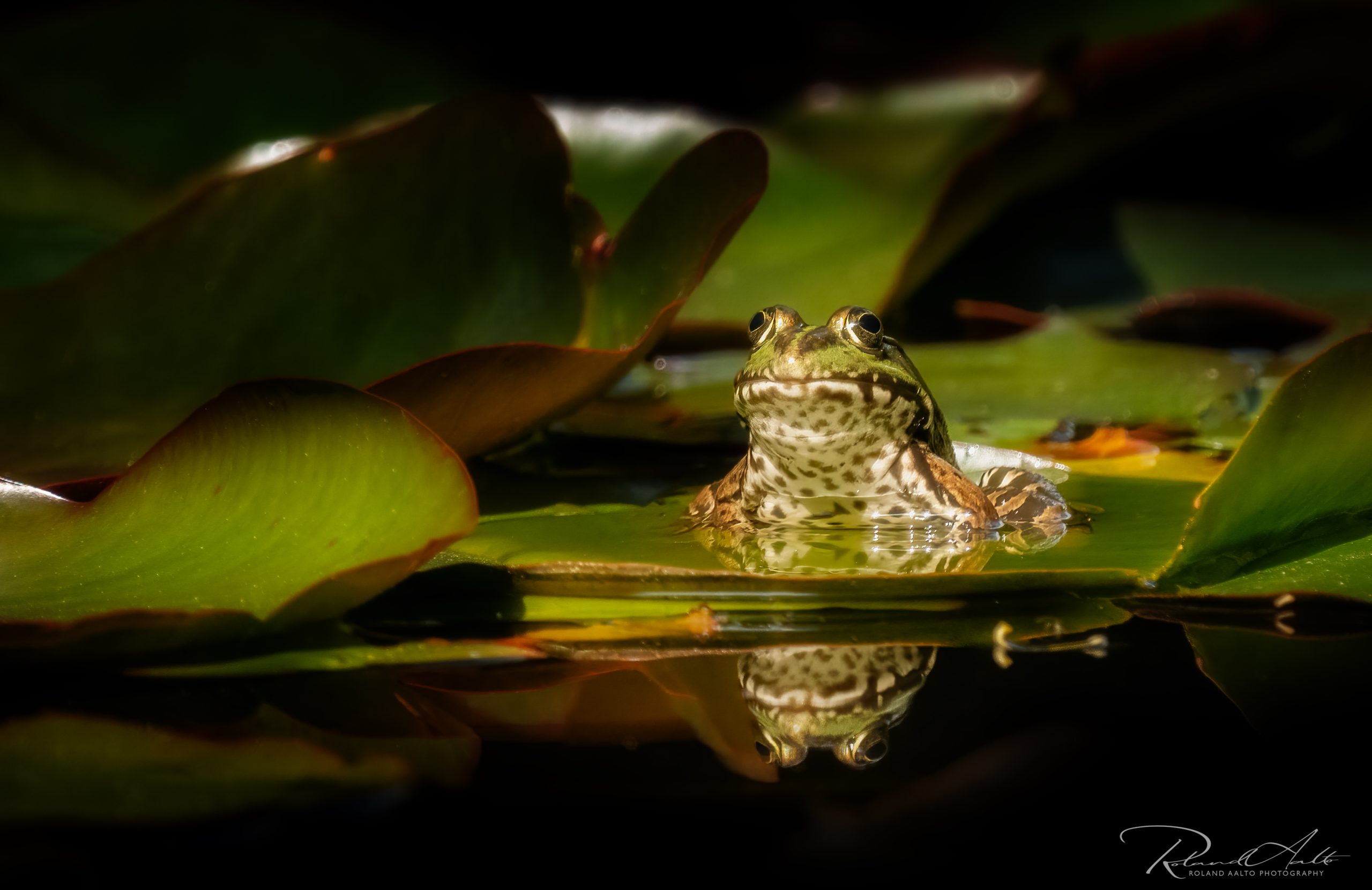 © Roland Aalto - Vild Bild - Edible Frog