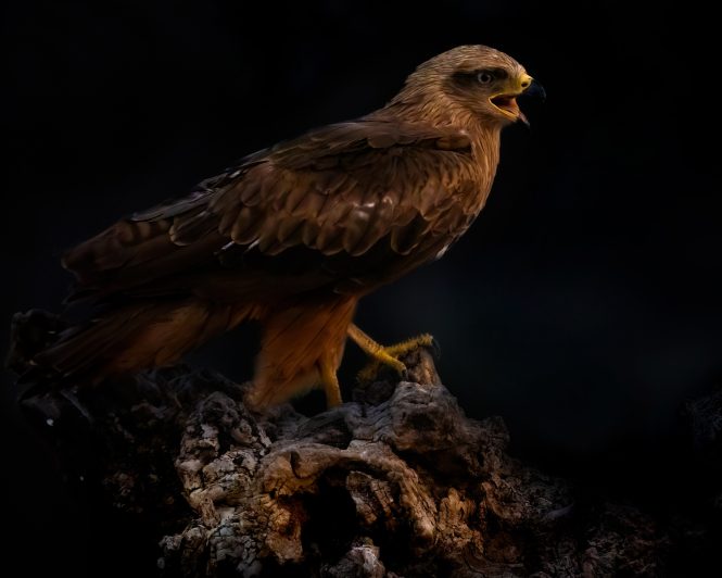 © Roland Aalto - Vild Bild - Black Kite