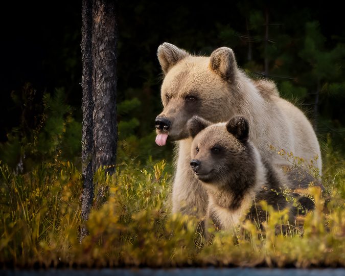 © Roland Aalto - Vild Bild - Brown Bear
