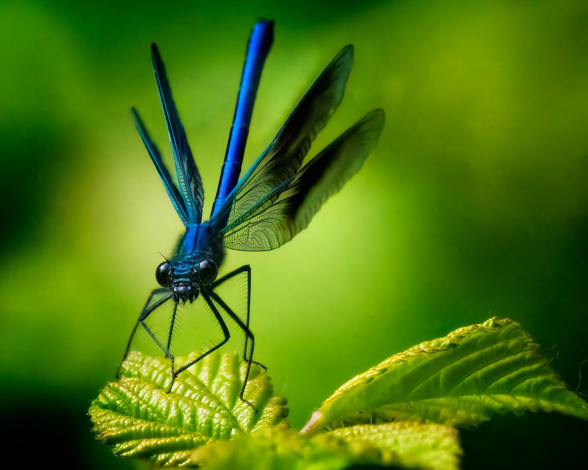 © Roland Aalto - Vild Bild - Blue Dragon Fly