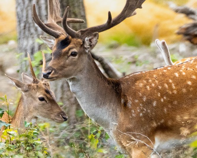 © Roland Aalto - Vild Bild - Fallow Deer