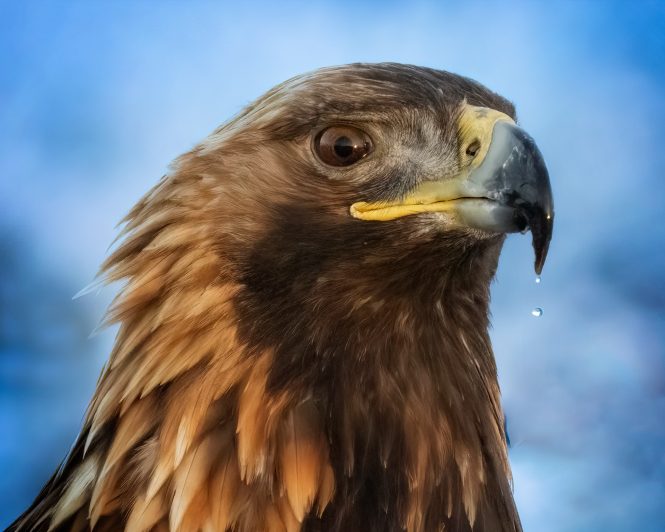 © Roland Aalto - Vild Bild - Golden Eagle