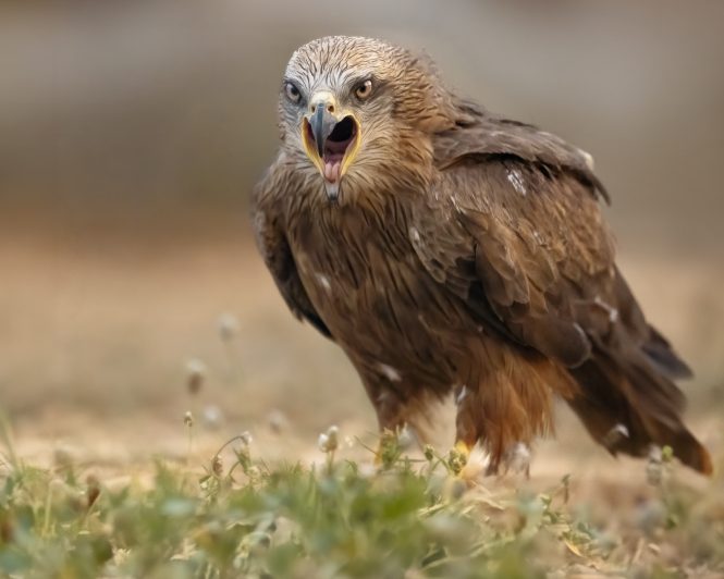 © Roland Aalto - Vild Bild - Red Kite