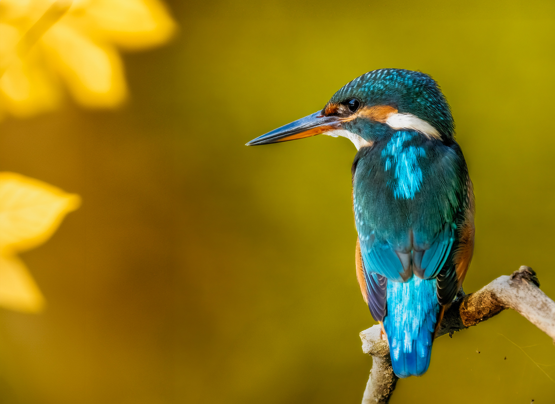 © Roland Aalto - Vild Bild - The Common Kingfisher