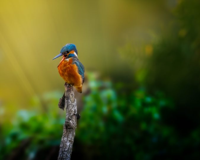 © Roland Aalto - Vild Bild - The Common Kingfisher