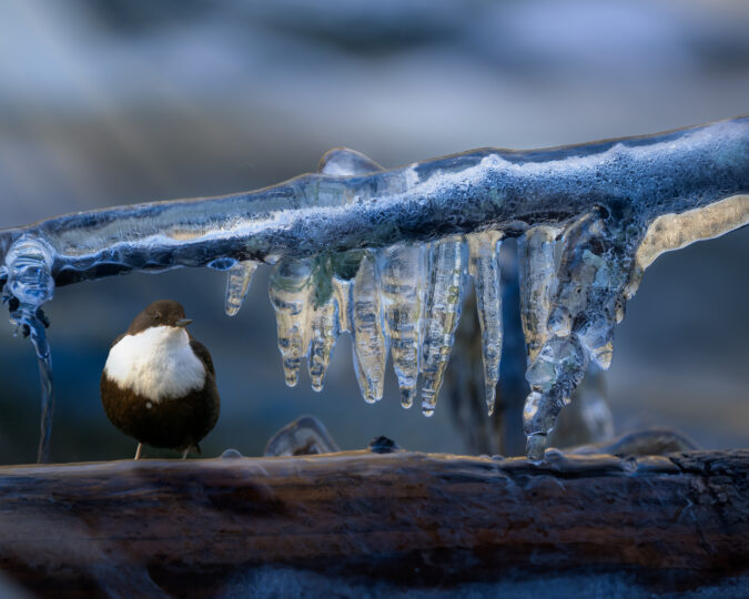 © Roland Aalto - Vild Bild - The White Throated Dipper