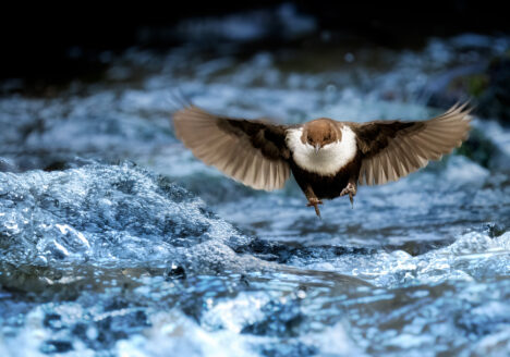 © Roland Aalto - Vild Bild - The White Throated Dipper