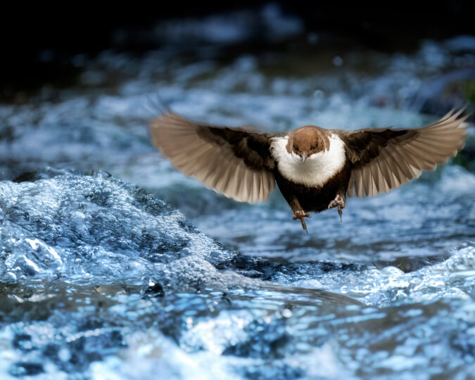 © Roland Aalto - Vild Bild - The White Throated Dipper