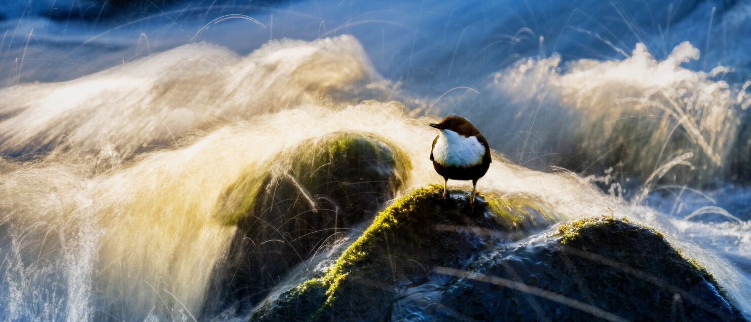 © Roland Aalto - Vild Bild - The White Throated Dipper