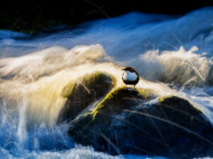 © Roland Aalto - Vild Bild - The White Throated Dipper