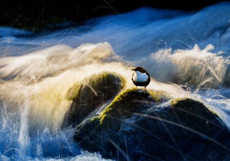 © Roland Aalto - Vild Bild - The White Throated Dipper