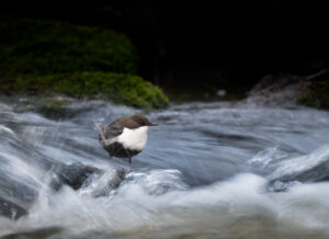 © Vild Bild - TheWhite Throated Dipper - Roland Aalto