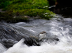 © Vild Bild - TheWhite Throated Dipper - Roland Aalto