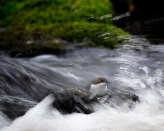 © Vild Bild - TheWhite Throated Dipper - Roland Aalto