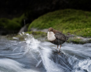 © Vild Bild - TheWhite Throated Dipper - Roland Aalto