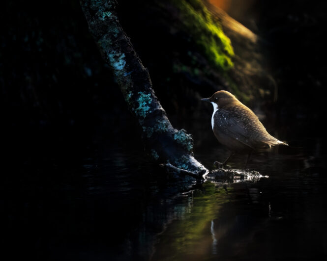 © Vild Bild - TheWhite Throated Dipper - Roland Aalto