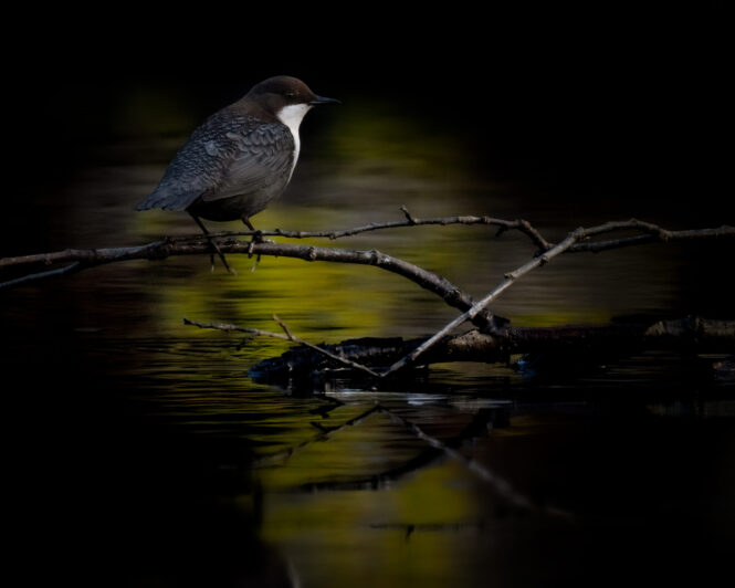 © Vild Bild - TheWhite Throated Dipper - Roland Aalto