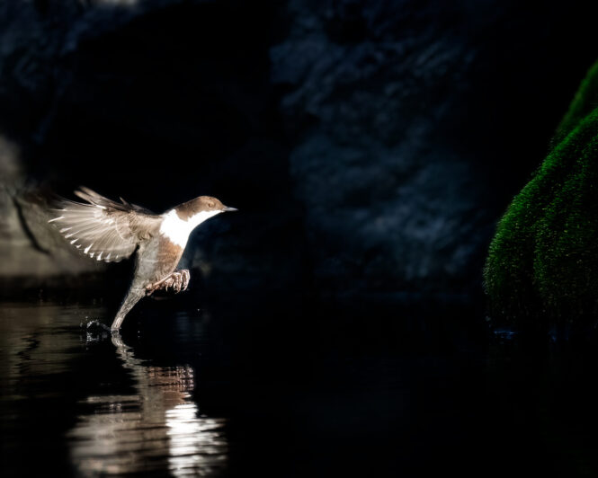 © Roland Aalto - Vild Bild - The White Throated Dipper