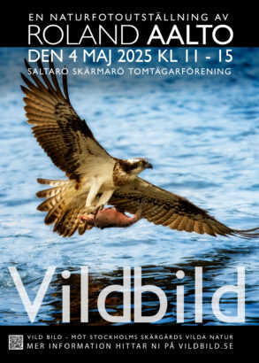 © Roland Aalto - Vild Bild - Utställning Saltarö Värmdö 2025 © Roland Aalto - Vild Bild - Utställning Saltarö Värmdö 2025