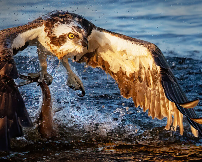 © Roland Aalto - Vild Bild - Osprey © Roland Aalto - Vild Bild - Osprey