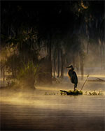 bild 39 - Häger Lousiana