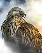 bild 40 - Fjällvråk