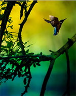 Bild 3 - Kungsfiskare