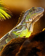 Bild 2 - Iguan Florida