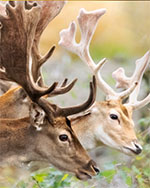 Bild 1 - Hjortar Värmdö