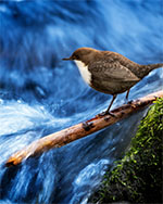 bild 35- Strömstare