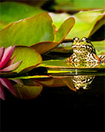 bild 32 - Ätlig groda