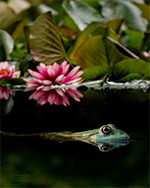 bild 31 - Ätlig groda