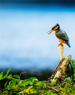 bild 23 - Kungsfiskare