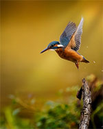 Bild 16 - Kungsfiskare