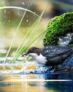 Bild 14 - Strömstare