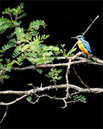 Bild 11 - Kungsfiskare