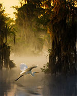 bild 41 - Häger Lousiana