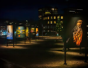 © Roland Aalto - Vild Bild